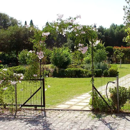 Dallas Svoronata