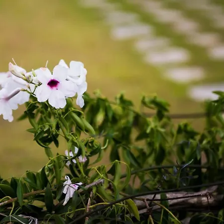 Dallas Aparthotel 2*