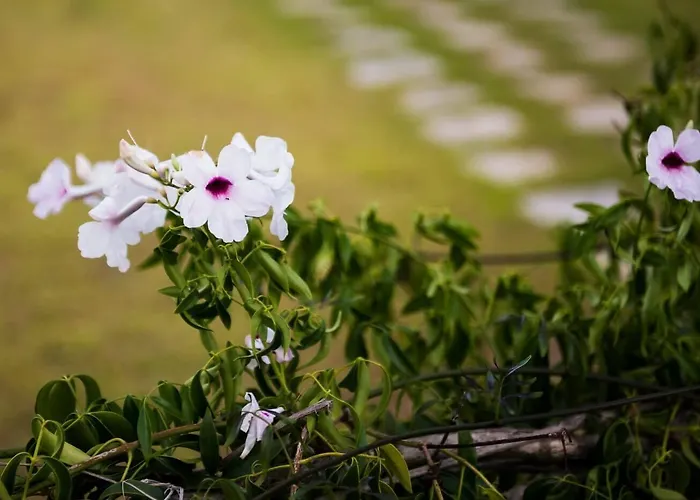 Dallas Aparthotel 2*