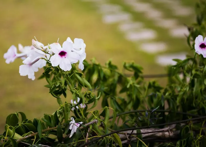 Dallas Aparthotel Svoronata